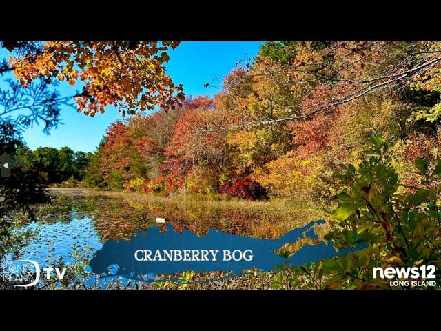 Cranberry Bog Nature Preserve | Long Island TV