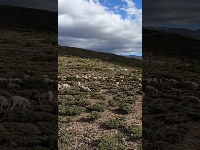 Ovejas en Sierra Nevada - Granada