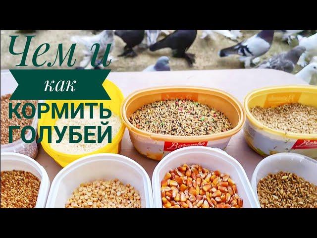 Бойние голуби. Чем и как кормить голубей. 04.01.22 Грузия. Тбилиси