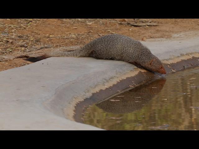 Jhalana: Mongoose drinking water