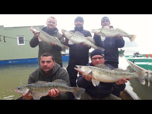 Pecanje smuđa na reci Savi u Hrvatskoj kod Lonjskog polja - Pecanje na varalicu FULL VIDEO