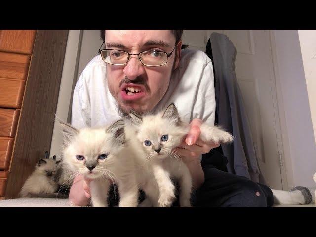 KITTENS  - Ricky Berwick