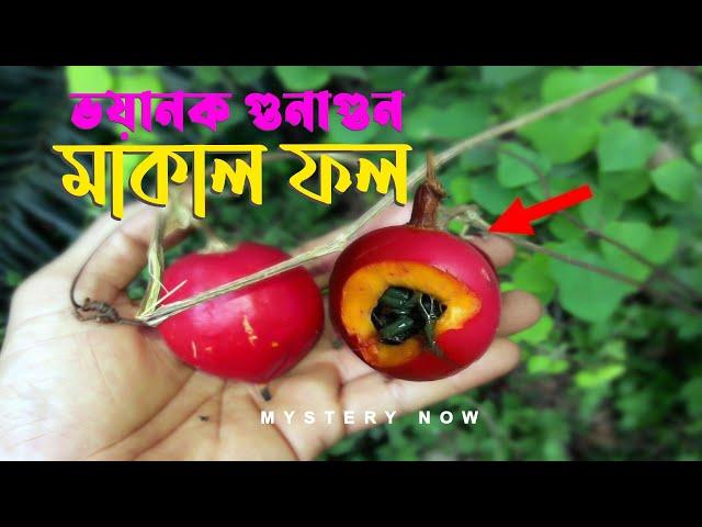 মাকাল ফল | বাইরে সুন্দর ভিতরে নিষ্ফলা | মাকাল ফলের ভয়ানক গুনাগুন | Makal Fol | Redball Snakegourd