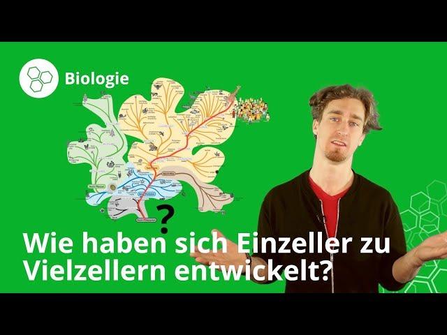 Entwicklung von Einzeller zu Vielzellern: einfach erklärt - Biologie | Duden Learnattack