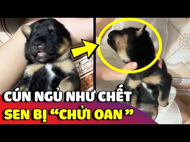 Cười xỉu với bé cún 'NGỦ NHƯ CHẾT' khiến con sen bức xúc vì bị chửi oan |  Gâu Đần