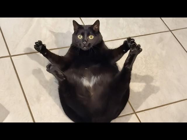 Cats Get Way Too Dramatic  Best Funny Cat Videos 2025