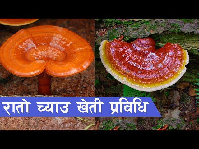 रातो च्याउ (Reishi Mushroom) खेती प्रविधि || Reishi Mushroom Farming in Nepal ||