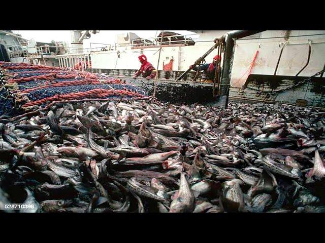 Big Net fishing, Freezing Trawler Fishing Processing And Cleaning On Modern Boats
