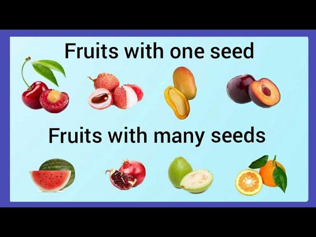Fruits with one seed and many seeds /Fruits with one seed and many seeds for ukg/kindergarten