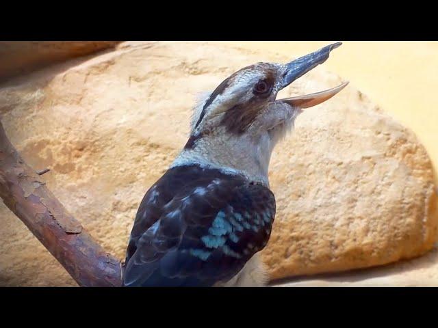 Kookaburra Bird laughing  Lachender Hans lacht