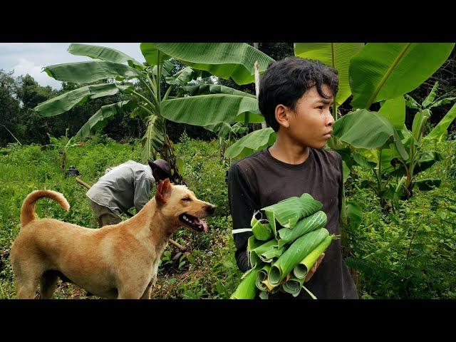 ដង្កូវស្លឹកចេកចៀន ​BANANA TREES ON ISLAND IS SO GREEN AND GOOD GROWING QUALITY 4K VIDEO Bong LaorTV