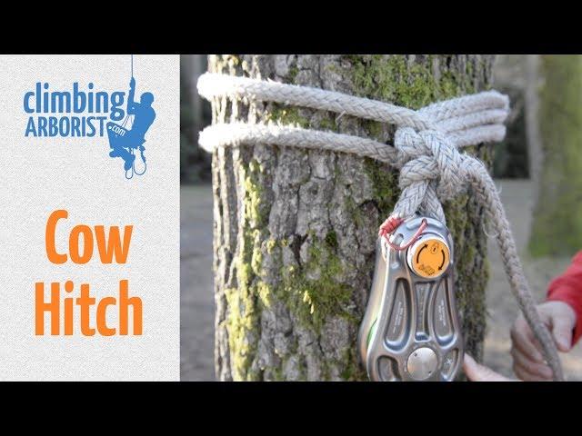 How to tie a Cow hitch | Arborist knot tying for rigging