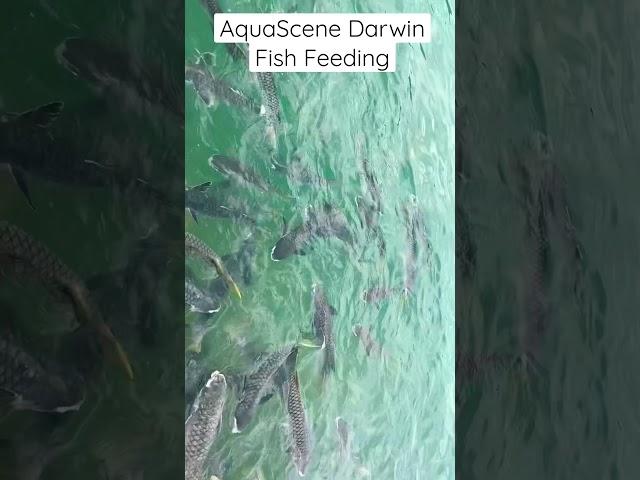 AQUASCENE FISH FEEDING - DARWIN 2022