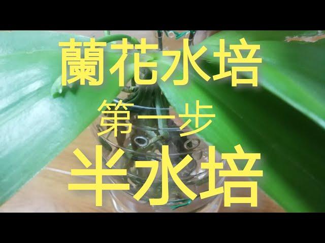 蘭花水培，第一步(半水培)2/3/2020