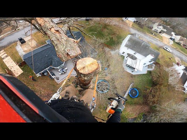 Removing 3 100' pines for a new shed