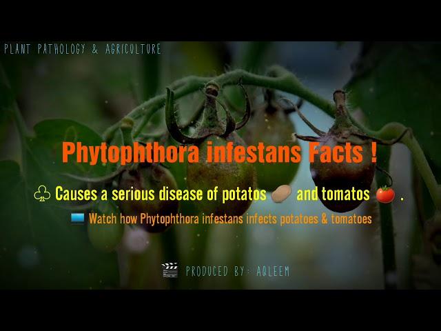 Late blight disease facts| Phytophthora infestans | Potatos | Tomato | Diseases