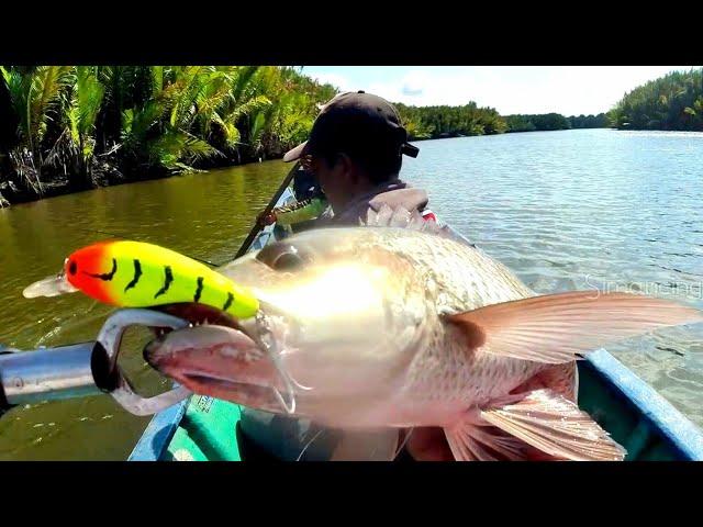 Rezeki Makan Besar !! Tarikan Agresif Ikan Kakap Muara dkk Saat Mancing di Waktu Surut