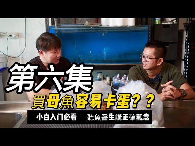 金魚圈傳說?母魚容易卡蛋陣亡,所以一定要買公魚?