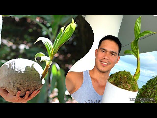 THE EASY WAY TO MAKE A COCONUT BONSAI | hill effect | best bonsai ever