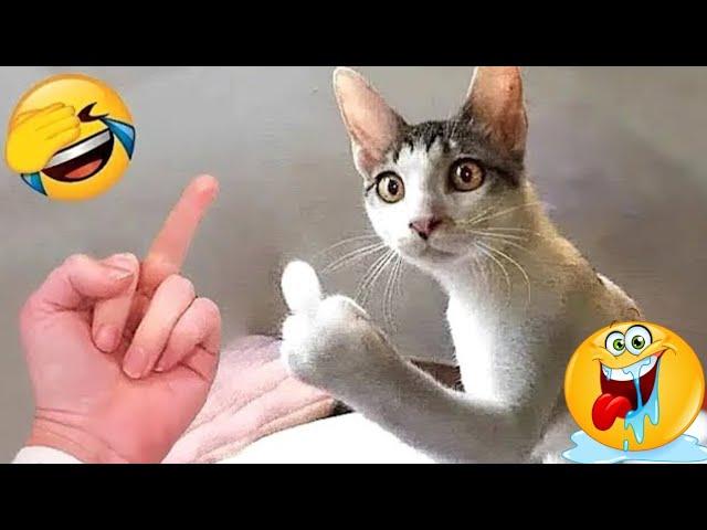 Funny Comedy Videos  2024  | Dogs Funny Videos | Cat  Dogs Funny Videos | Funny Cat and Dog Videos