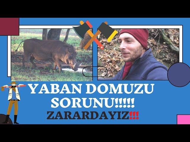 YABAN DOMUZU SORUNU I ZARARA VE HASTALIĞA NEDEN OLUP TARLAYI TALAN EDİYORLAR I HER GÜN KOYUN KAÇIYOR