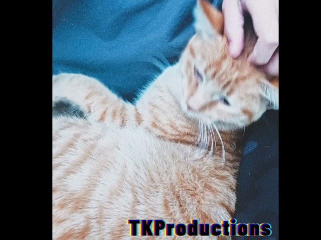 Tactical Kitty Official Audio