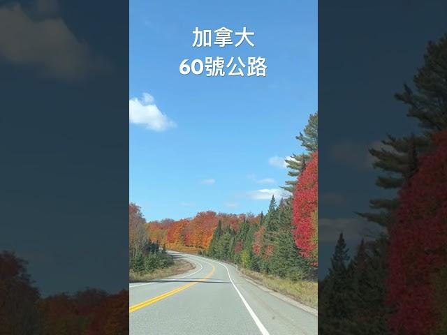 奧岡昆60號公路 #ivy88856 #楓葉紅了