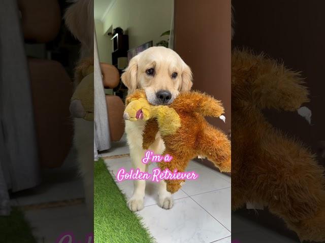 I’m not a Portuguese #timo #dog #goldenretriever #trending #shorts #short