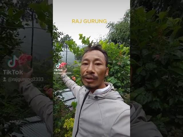 Raj Gurung Manang