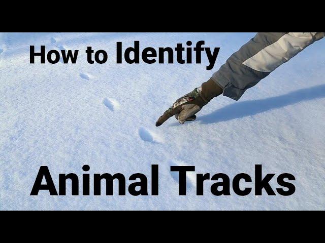 How to Identify Animal Tracks - Outdoor Creation Experiences