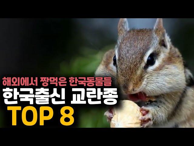 해외에서 난리난 한국출신 생태계 교란생물 TOP8