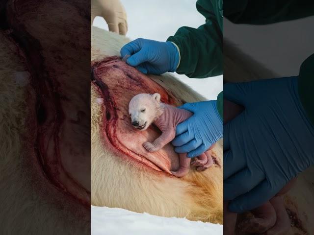 Pregnant Polar Bear’s Emergency C Section #shorts #animatedshort #heartwarmingtale