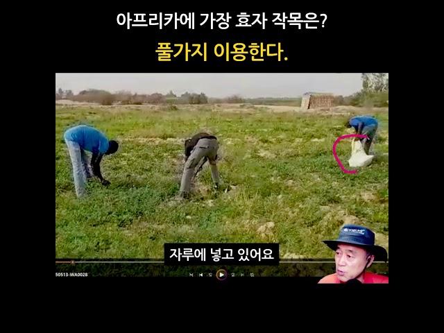아프리카 농작물 중 가장 효자 작목은?  #새마을_세네갈