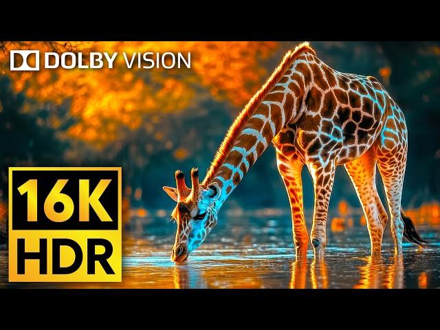 16K VIDEO ULTRA HD Dolby Vision HDR 120fps - Cutest Animals of The World #Wildlife #BGM