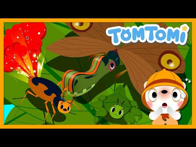 Unusual Insects | Unusual Series | Insect Song | Kids Song | TOMTOMI