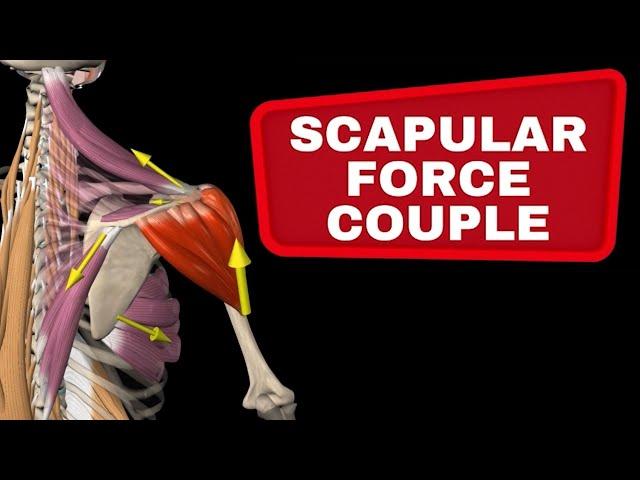 Scapular Force Couple - Muscle collaboration in the shoulder