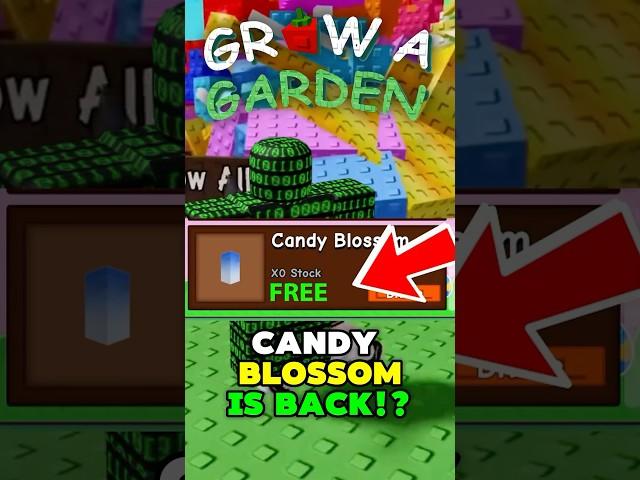  NEW *GET* CANDY BLOSSOM SEEDS?! (ITS BACK) | Grow a Garden Update GLITCH SECRET! #growagarden