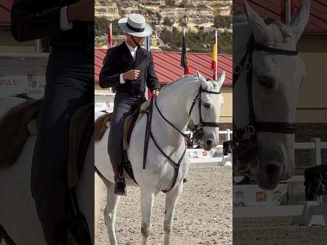 Working Equitationlusitano Majestosa&João Gonçalves 2024 Segovia #equestrian #horse #equitation