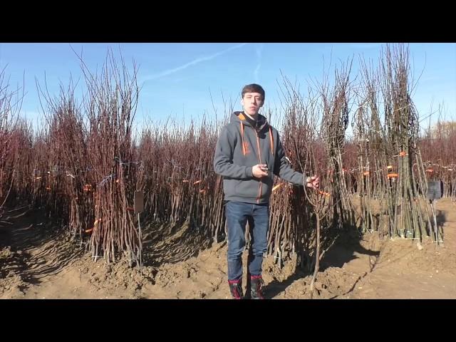 VERMEIDE diese Fehler! Die größten Fehler mit Obstbäumen im Hausgarten