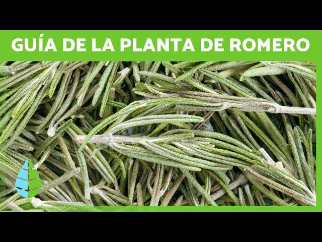 Guía COMPLETA del ROMERO  Beneficios, Cómo CULTIVARLO y Cómo Preparar su ACEITE