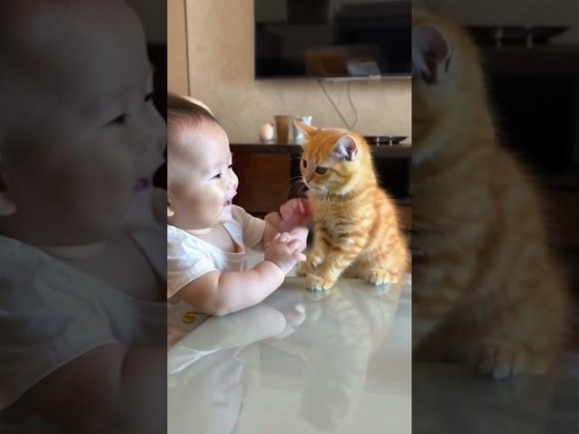 Little yellow cat playing with human baby