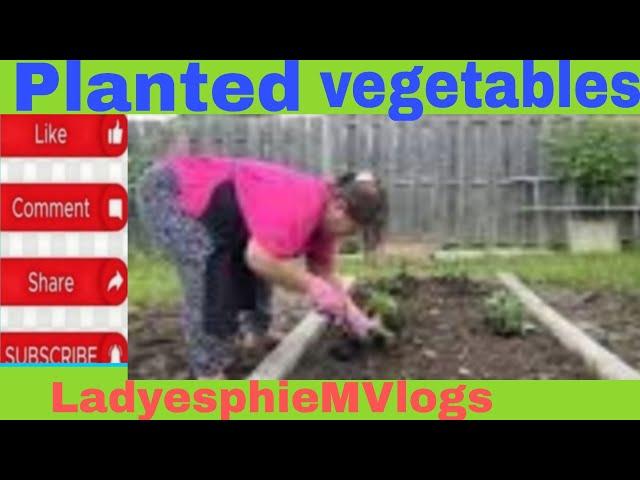 Planted vegetables at last  didn't finish because of sudden rain #planting #vegetables #gardening