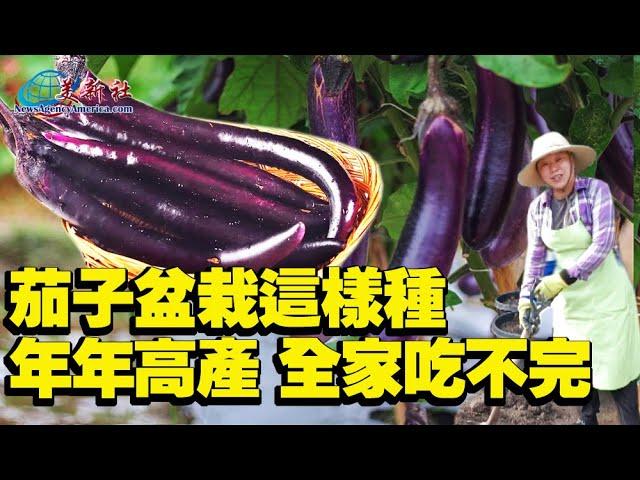 No need for a garden, grow eggplant like this, high yield every year