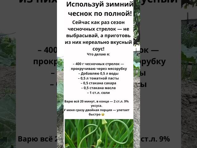 Зимний чеснок — на максимум! Соус из стрелок, который просят все! #чеснок #стрелки #сезоноткрыт
