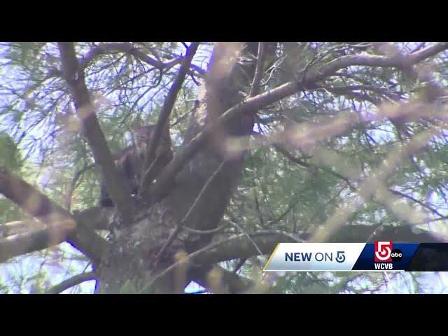 'Scaredy cat' rescued by arborist from 80-feet up