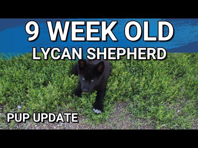 Lycan Shepherd Pup Update | 9 Weeks Old