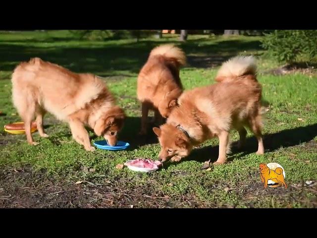 Карело-финские лайки не едят колбасу! :: Пранк с карелками клуба "СУОМЕН"