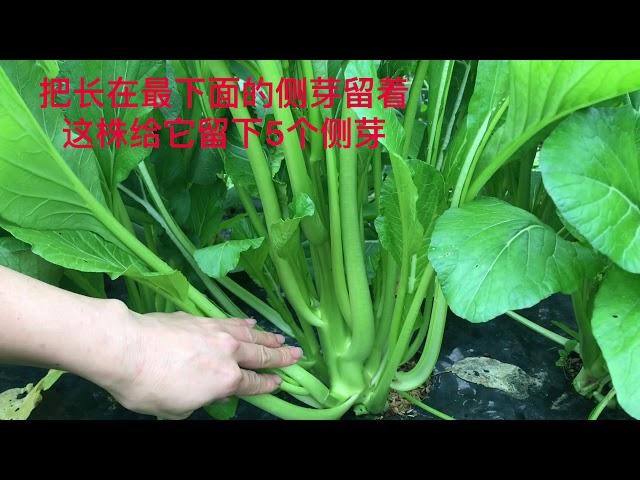 「種植#6」#油菜心【種植秘訣】如何种植产量高收割完一茬又一茬【收割技巧】＃アスパラ菜栽培＃Aspara na cultivation