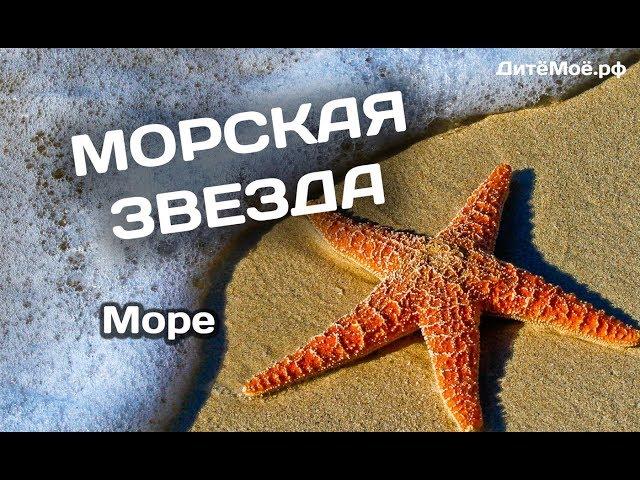 Морская звезда. Энциклопедия для детей про животных. Море