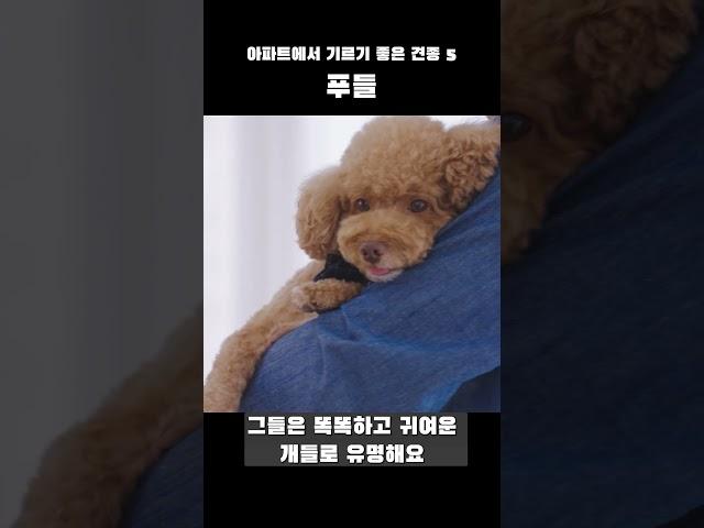 아파트 라이프를 완벽하게 즐기는 반려견! 털빠짐과 냄새 걱정 ZERO![강아지 탐구생활](feat. 클로바 더빙)